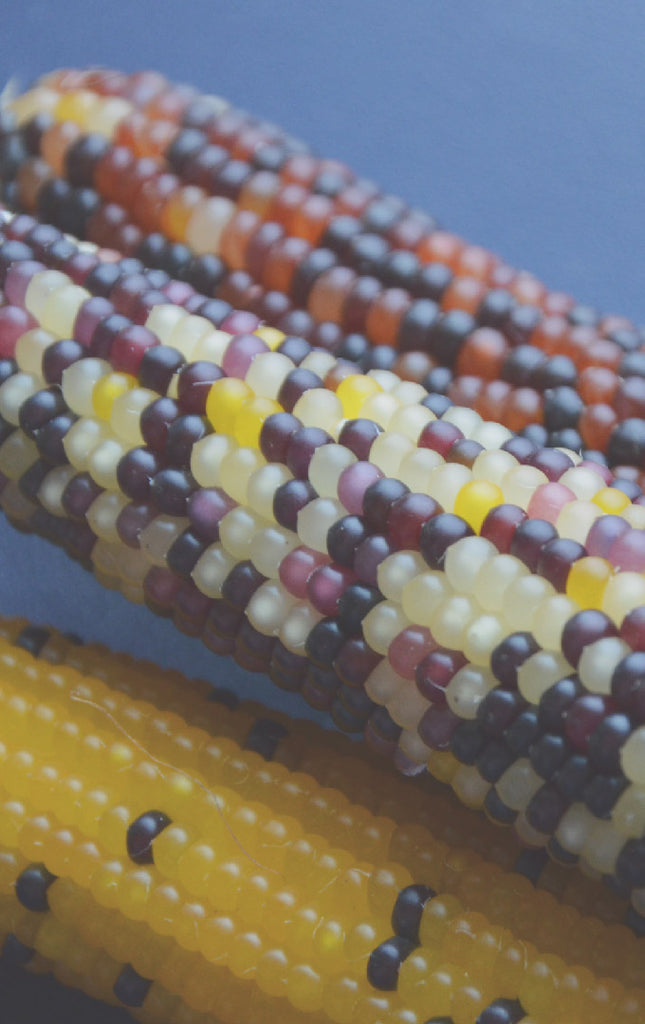 Corn Fiber – Terratela